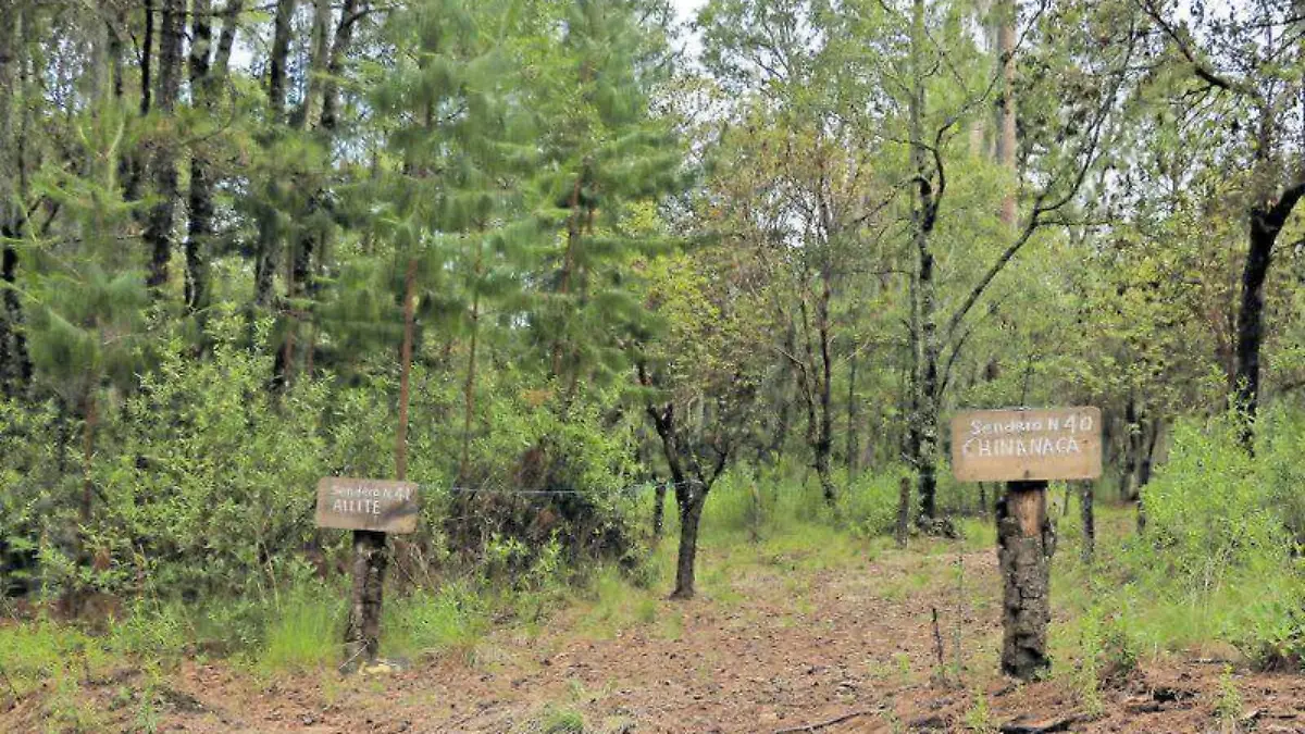 bosque, santuario luciérnagas 1